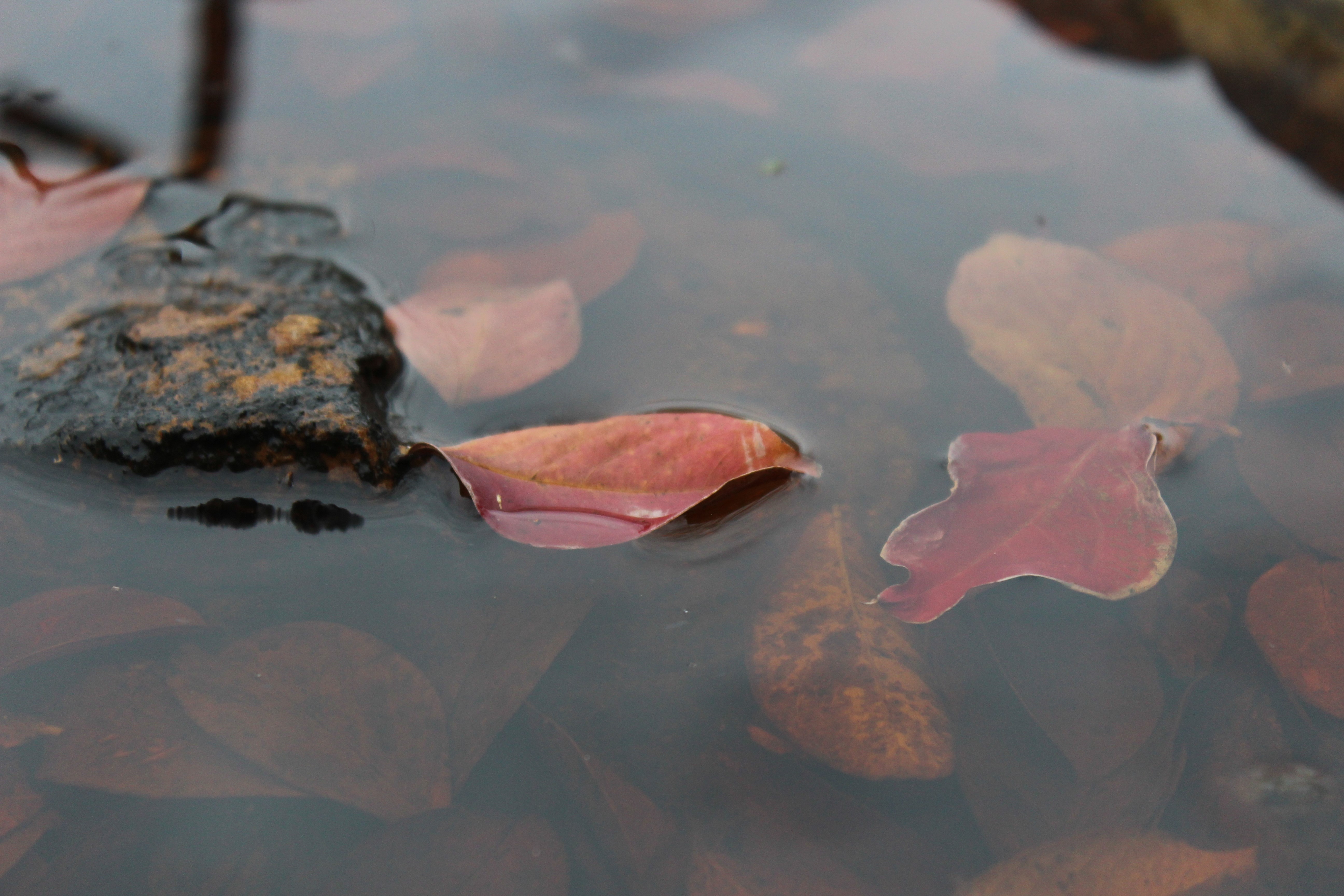 fall leaves in water pond